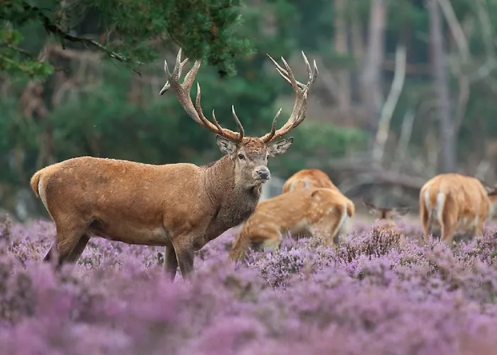 Postillion Отель Арнем